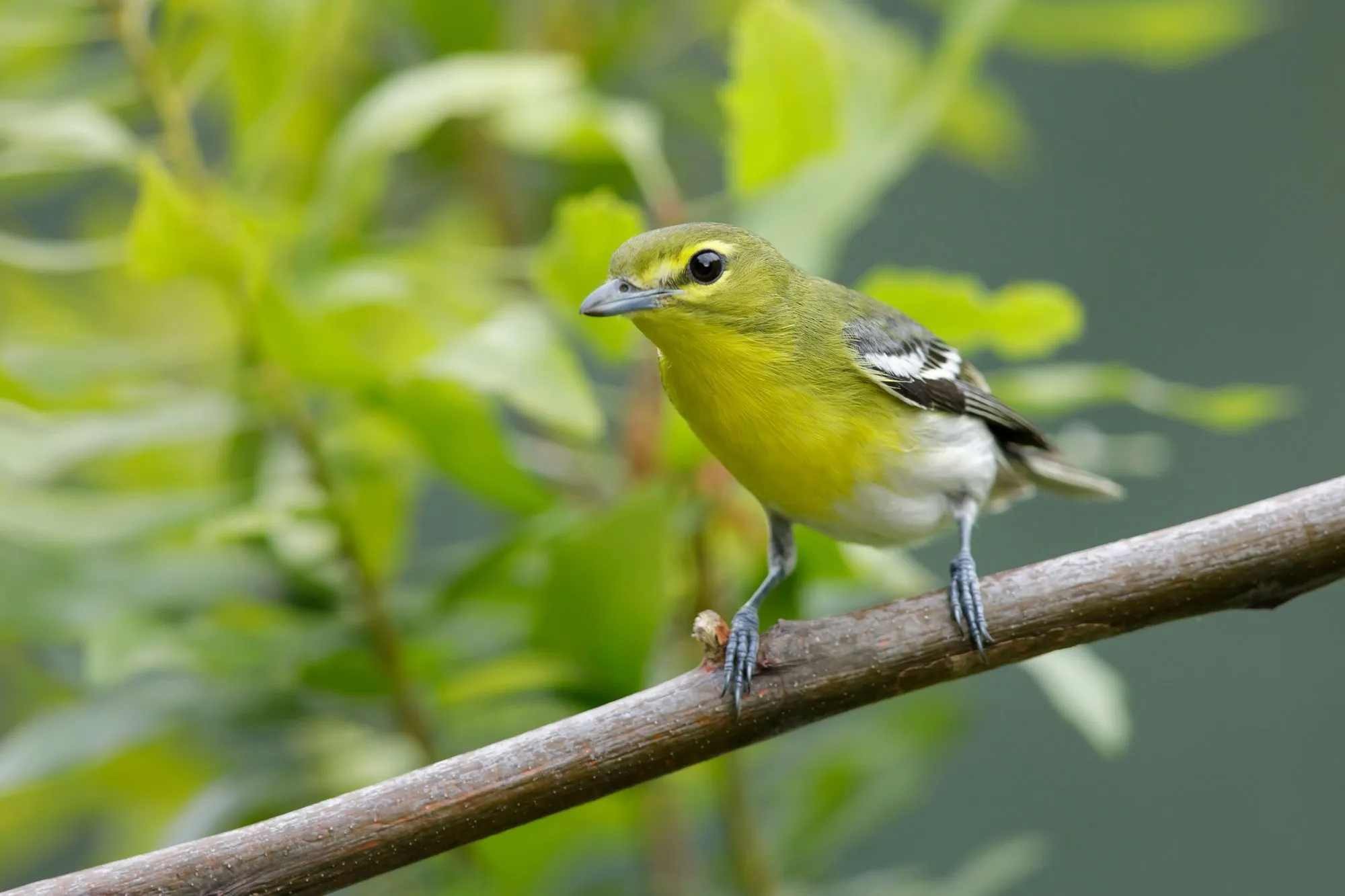 Fun Yellow-throated Vireo Facts For Kids | Kidadl