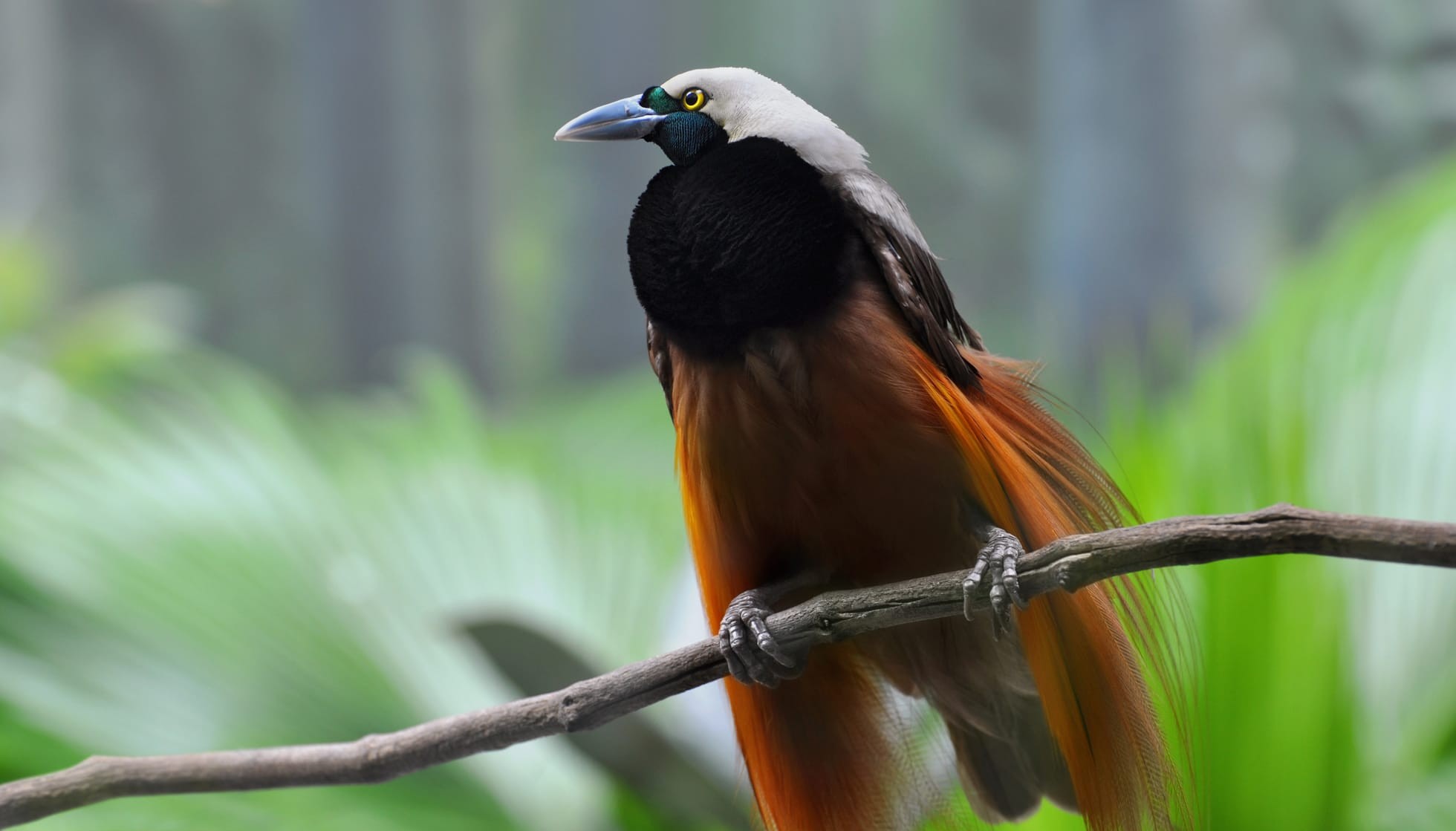 fun-superb-bird-of-paradise-facts-for-kids-kidadl