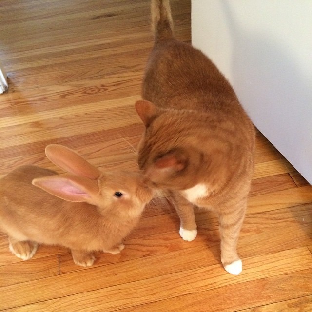 Family Gives Their Ginger Cat an Unlikely Friend and They Form an
