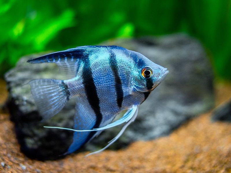 120-cool-fish-names-that-are-seriously-fin-tastic-kidadl