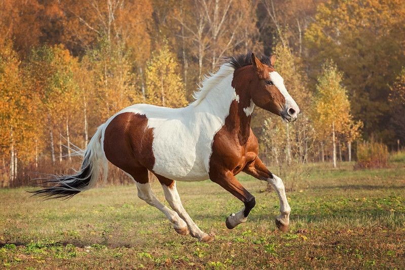 150+ Best Horse Show Names For Your Horse Kidadl