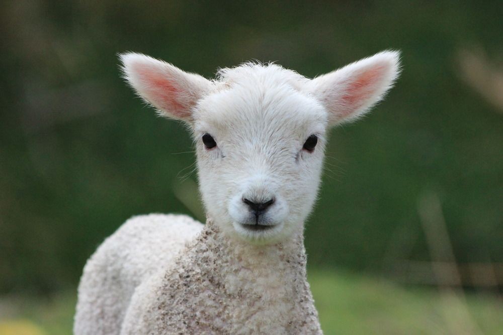 75 Lamb Names For Your Cute Companion Kidadl