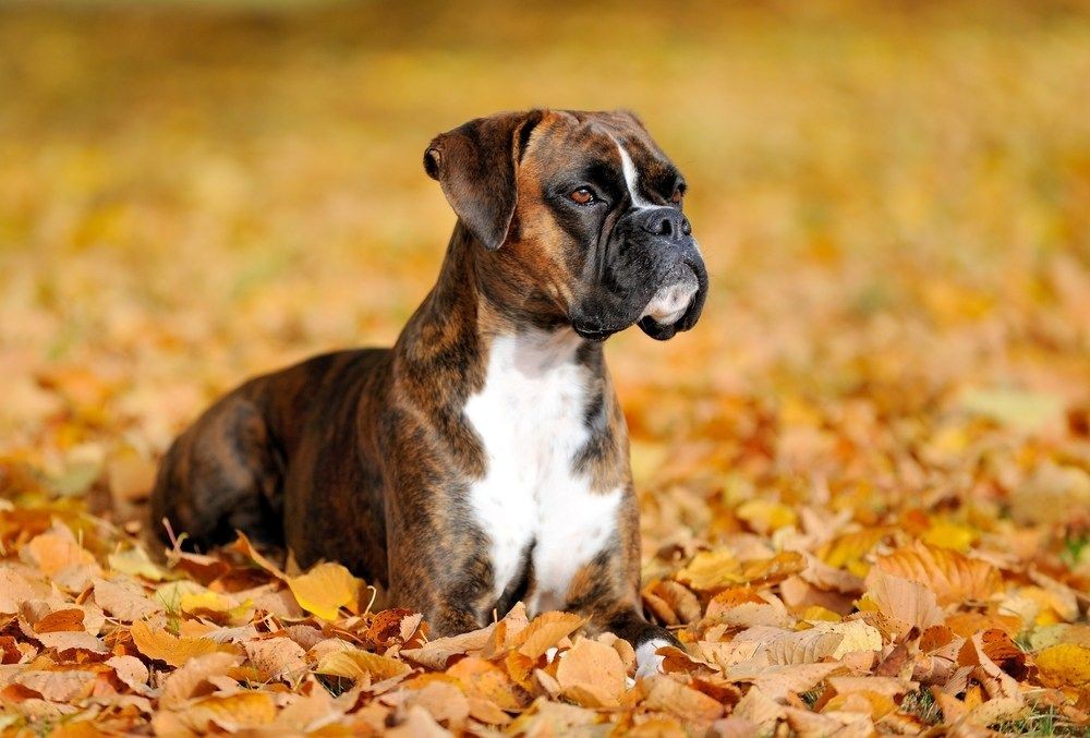 205 Best Boxer Names For Your Dog Kidadl