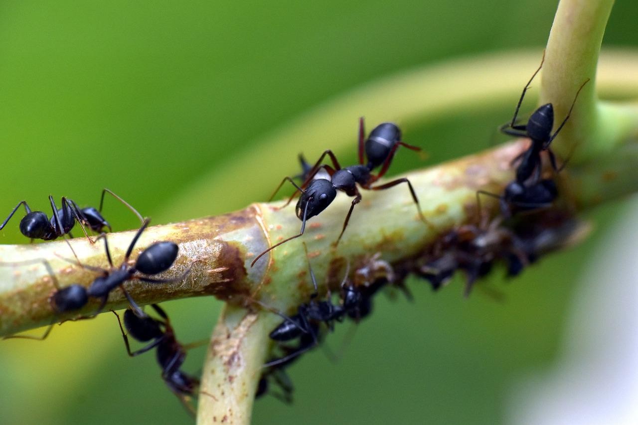 85 Common And Scientific Ant Names By Species Kidadl
