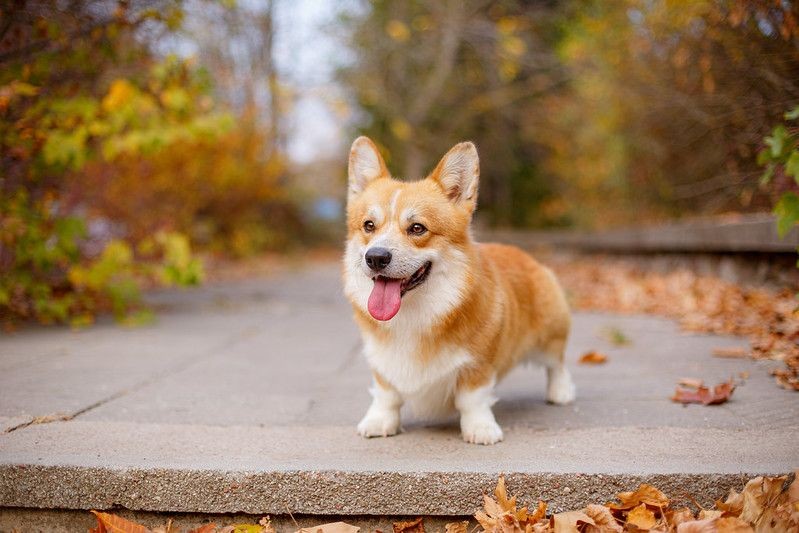 32 Corgi Puns And Jokes That Are Frap-Solutely Hilarious | Kidadl