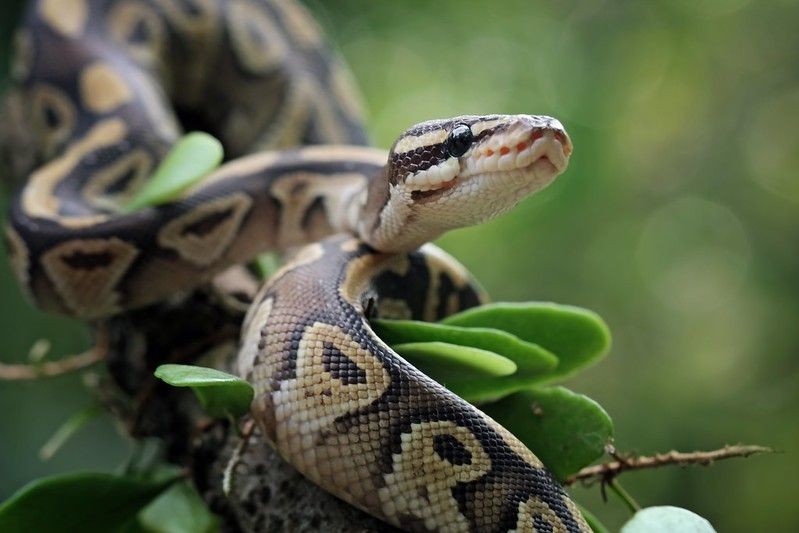 30 Names That Mean Snake From Around The World Kidadl
