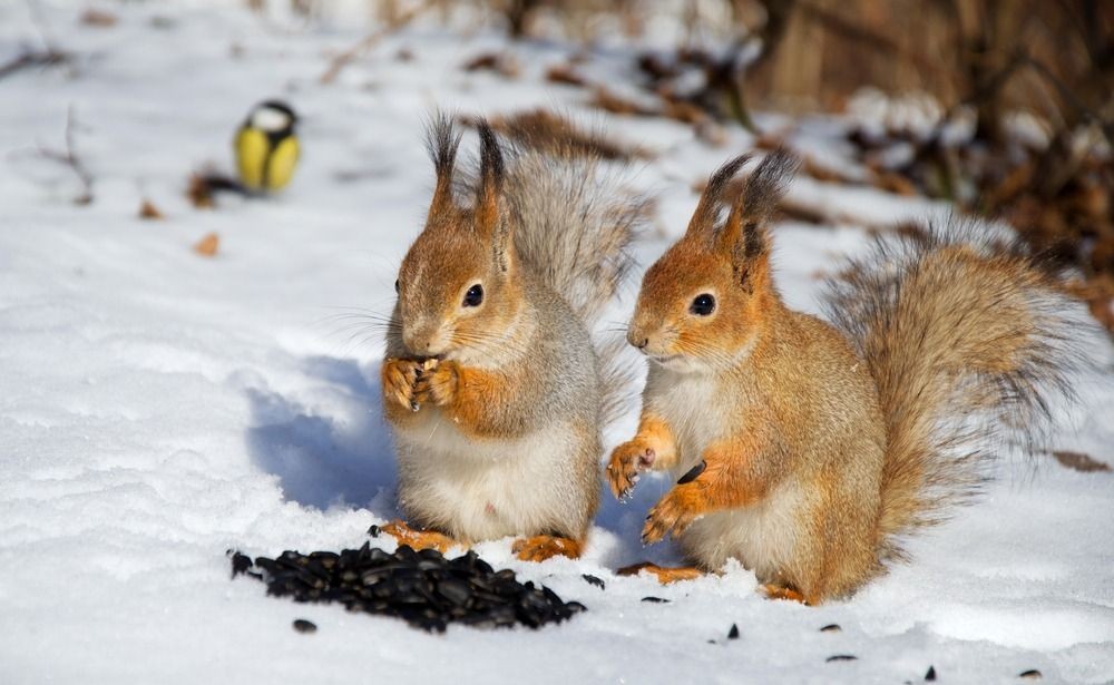 35 Best Squirrel Quotes For All Animal Lovers Kidadl