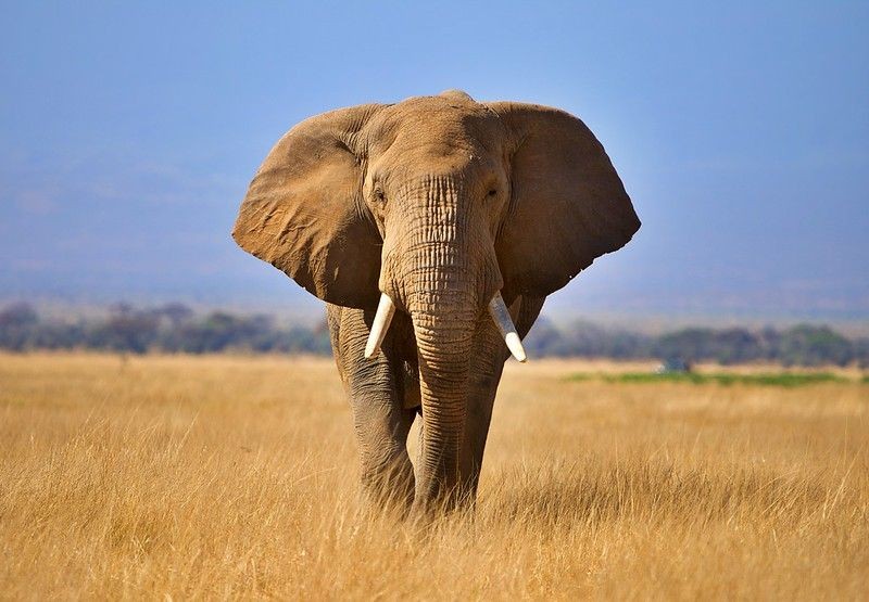 65+ Elephant Jokes That Are A Real Earful Kidadl