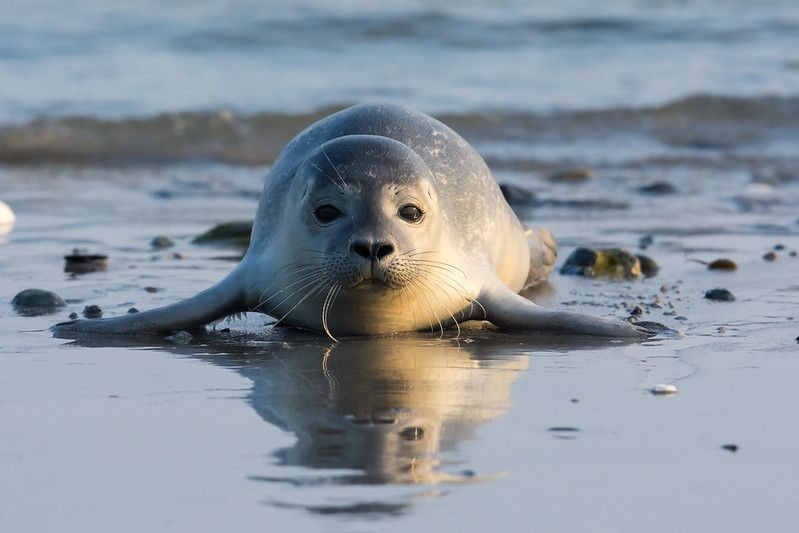 150+ Seal Names That Are SeaRiously Cute Kidadl