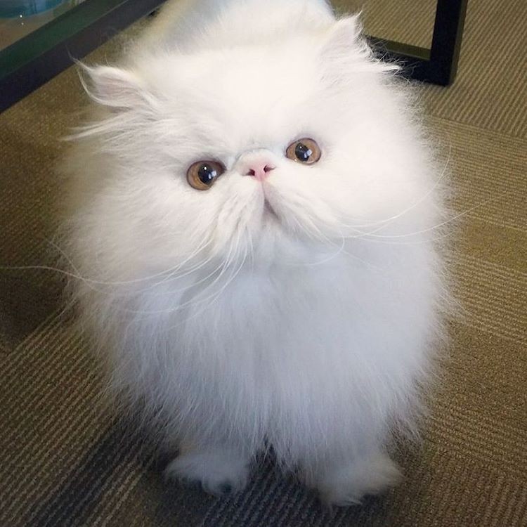 The Happiness When This Rescue Persian Has a Good Home for the First