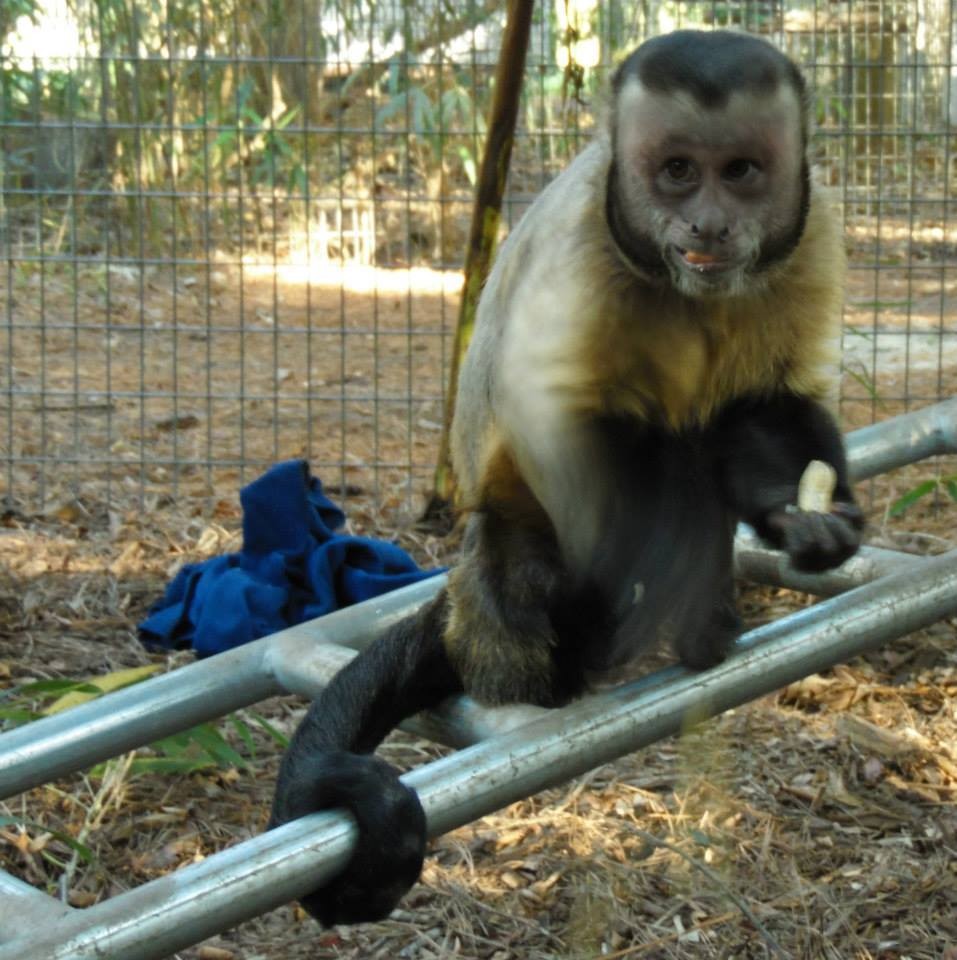  Rescue  Capuchin Monkey  Who Used To Hurt Himself Now Has A 