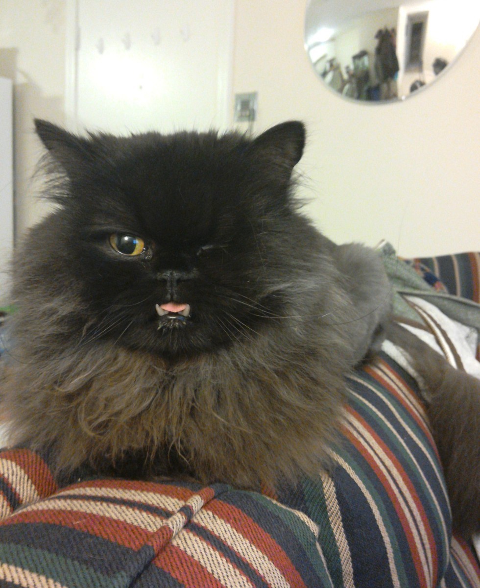 Cat with an Underbite and a Wink is Saved by Vet from Death Row Love Meow