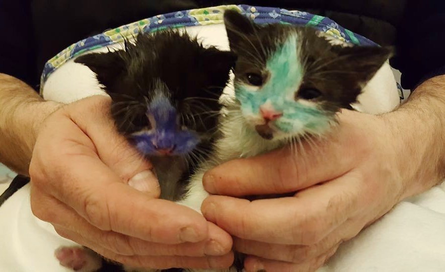 Kittens Found Covered in Ink Are Happy to Be in Loving Hands of Rescuers After Several Baths