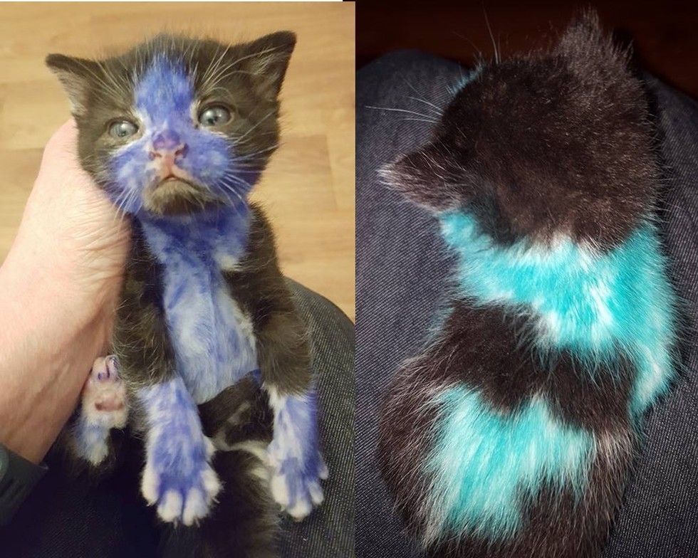 Kittens Found Covered in Ink Are Happy to Be in Loving Hands of