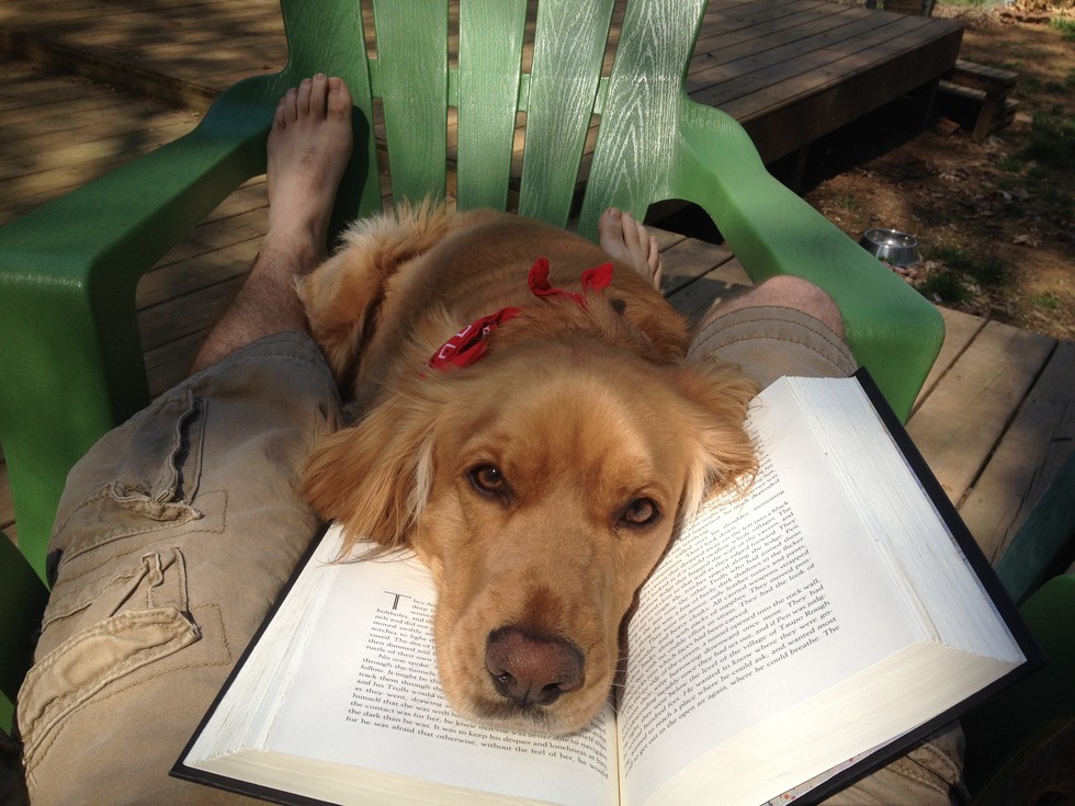 Pet reading 5. Собака читает. Животные читают. Собака читает книгу. Личное пространство животные.