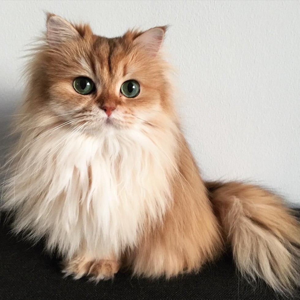 This Magnificently Fluffy Cat Looks Part Fox - Love Meow