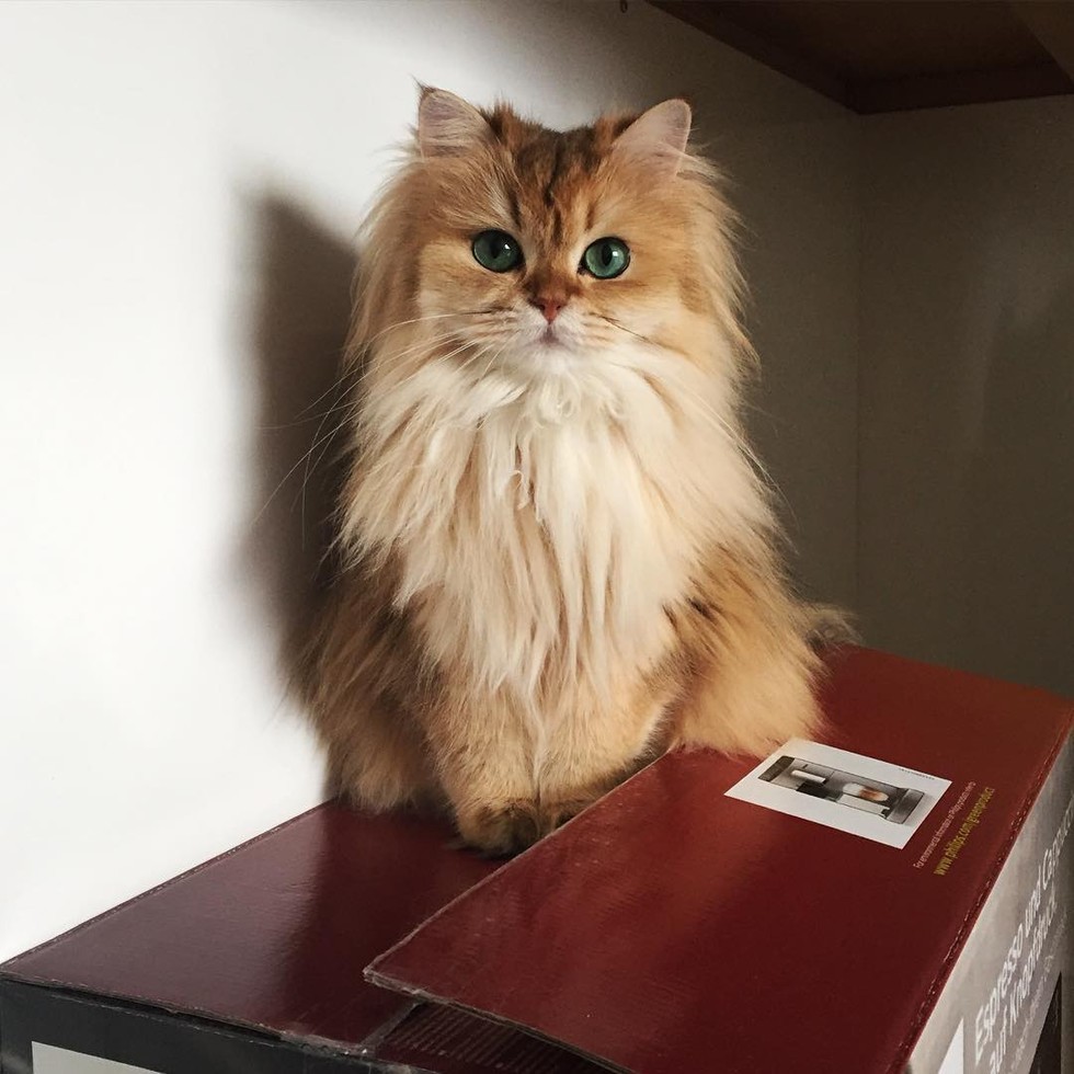 This Magnificently Fluffy Cat Looks Part Fox - Love Meow