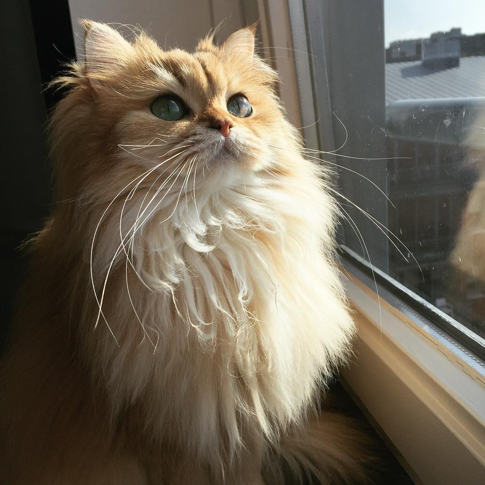 This Magnificently Fluffy Cat Looks Part Fox - Love Meow