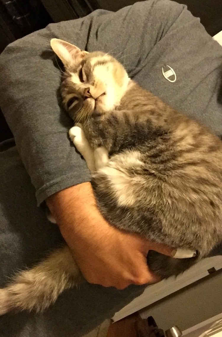 cat arms away she falls comes sleep picks reddit