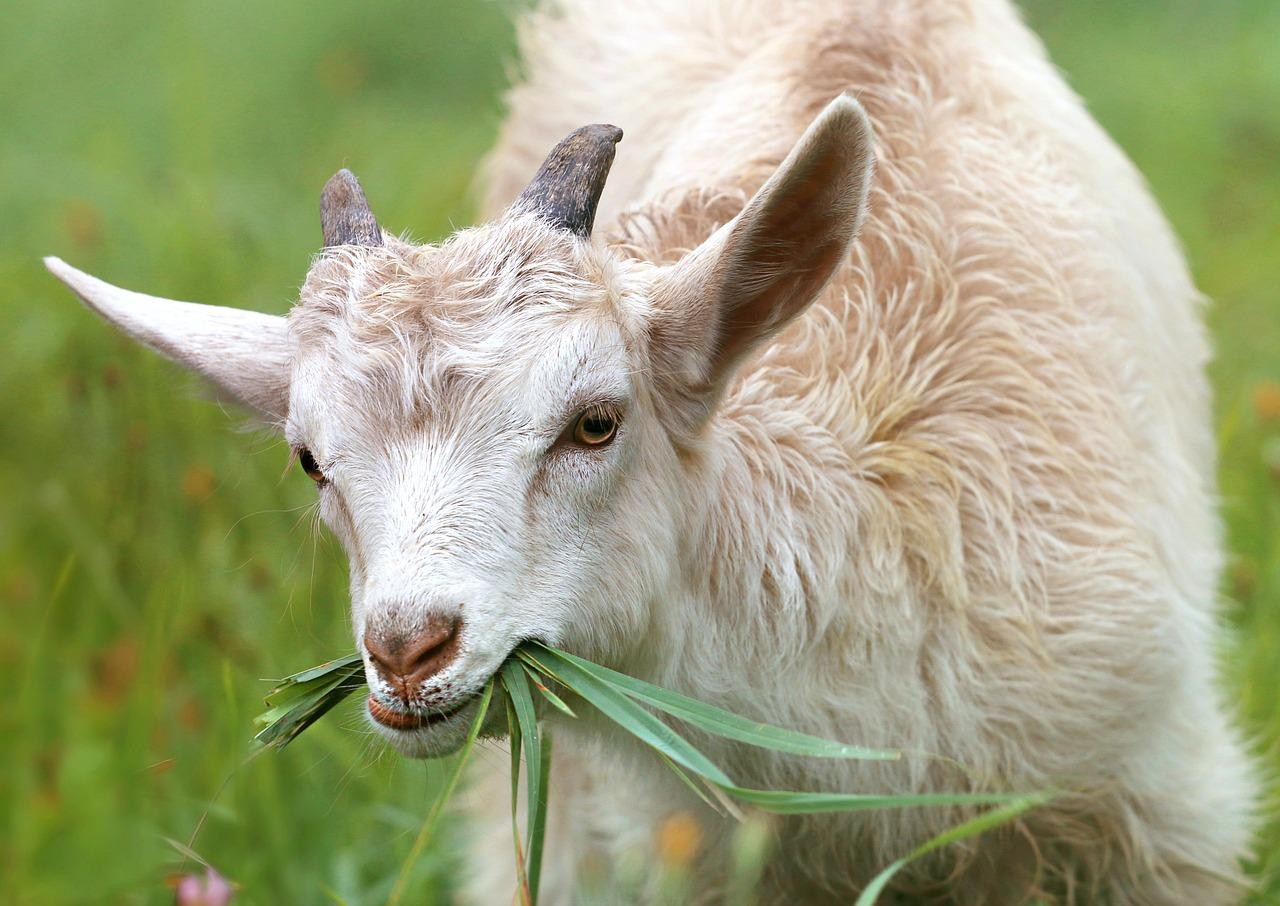 International Goat Days Festival Kidadl