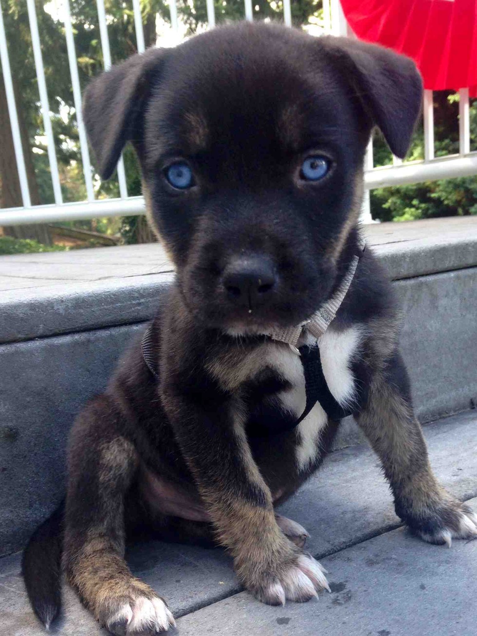 Lab Boxer Mix Puppies For Sale