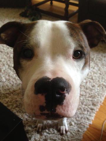 12 Pit Bull Mixes Who Are Just As Ridiculously Cute As Rami