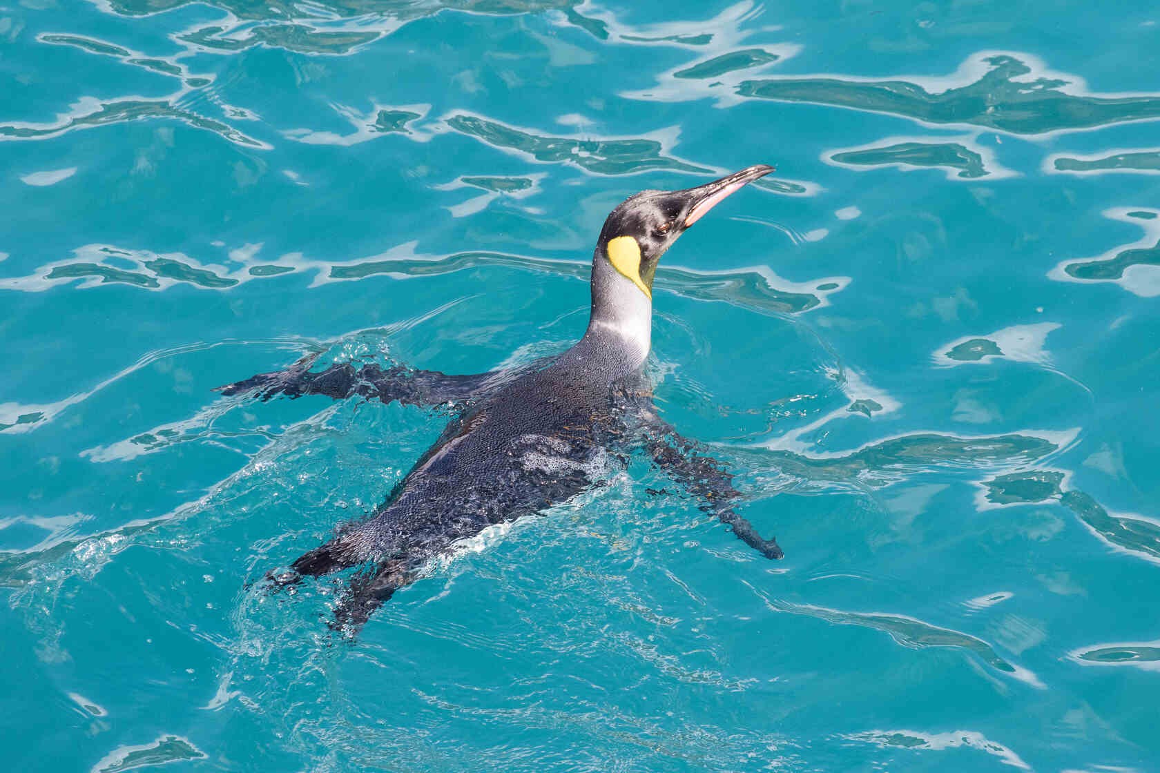Penguin Swimming! How Fast Can A Penguin Swim? | Kidadl
