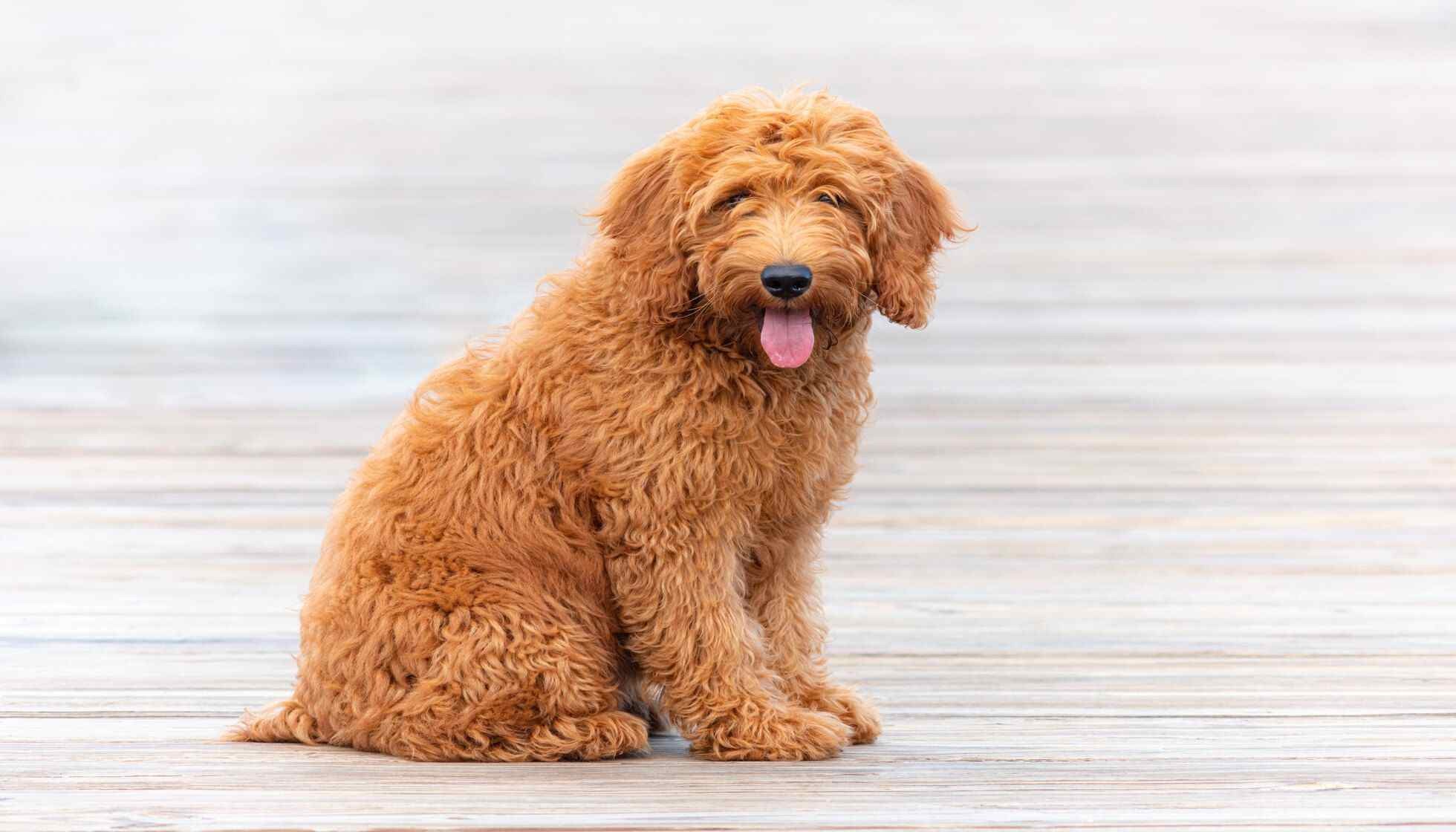 When Do Goldendoodles Stop Growing? How Big Do They Kidadl