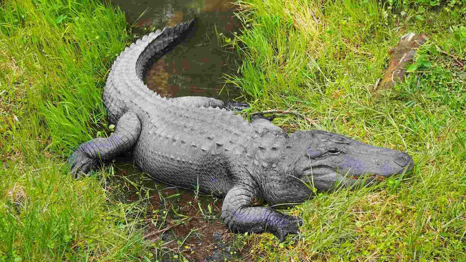 How Do Alligators Mate? Crocodile Courtship Explained For Kids Kidadl