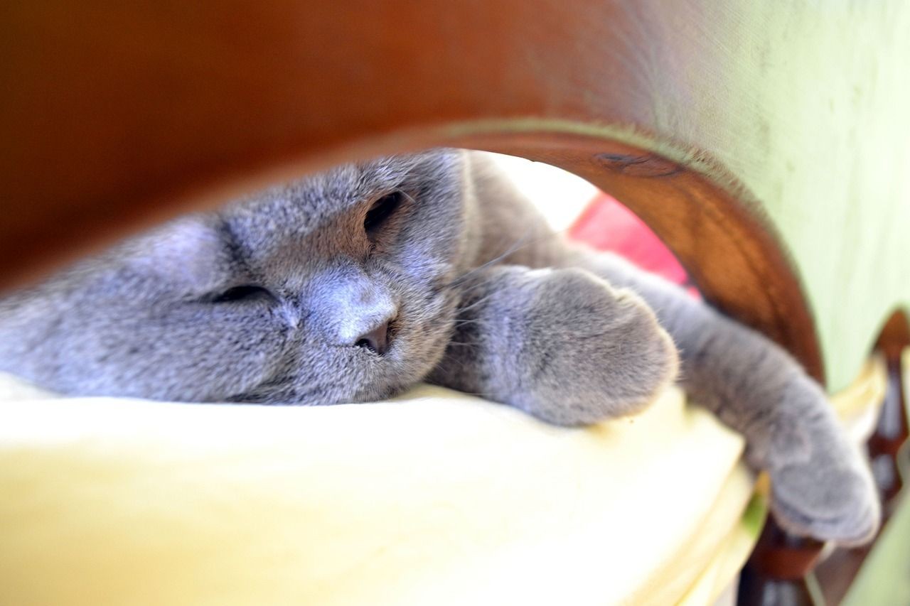 Why Do Cats Sleep At The Foot Of The Bed? Should You Let Them? Kidadl