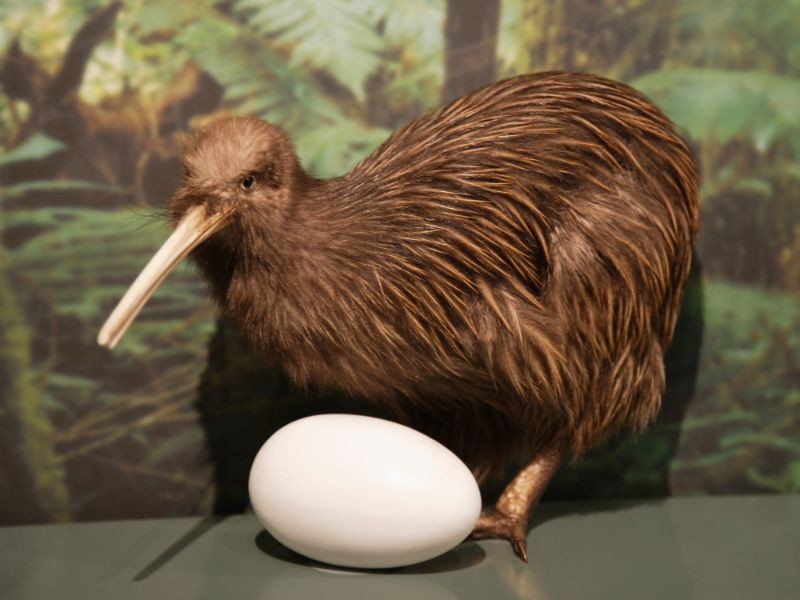 Kiwi Bird Egg: How Big Is It, How Long Does It Take To Hatch, And More ...