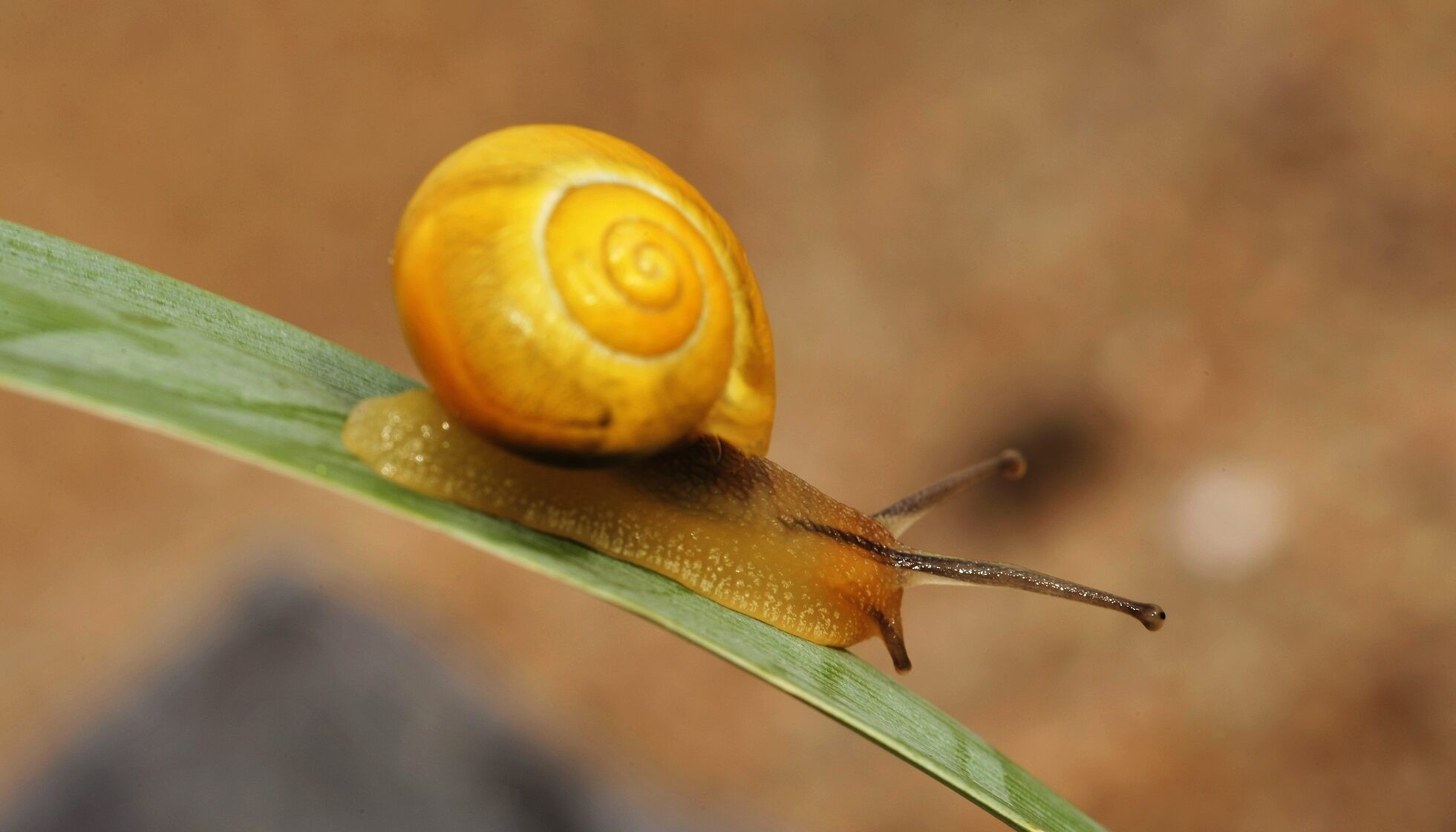 Where Do Snails Live? Where Do You Usually Find Them? | Kidadl