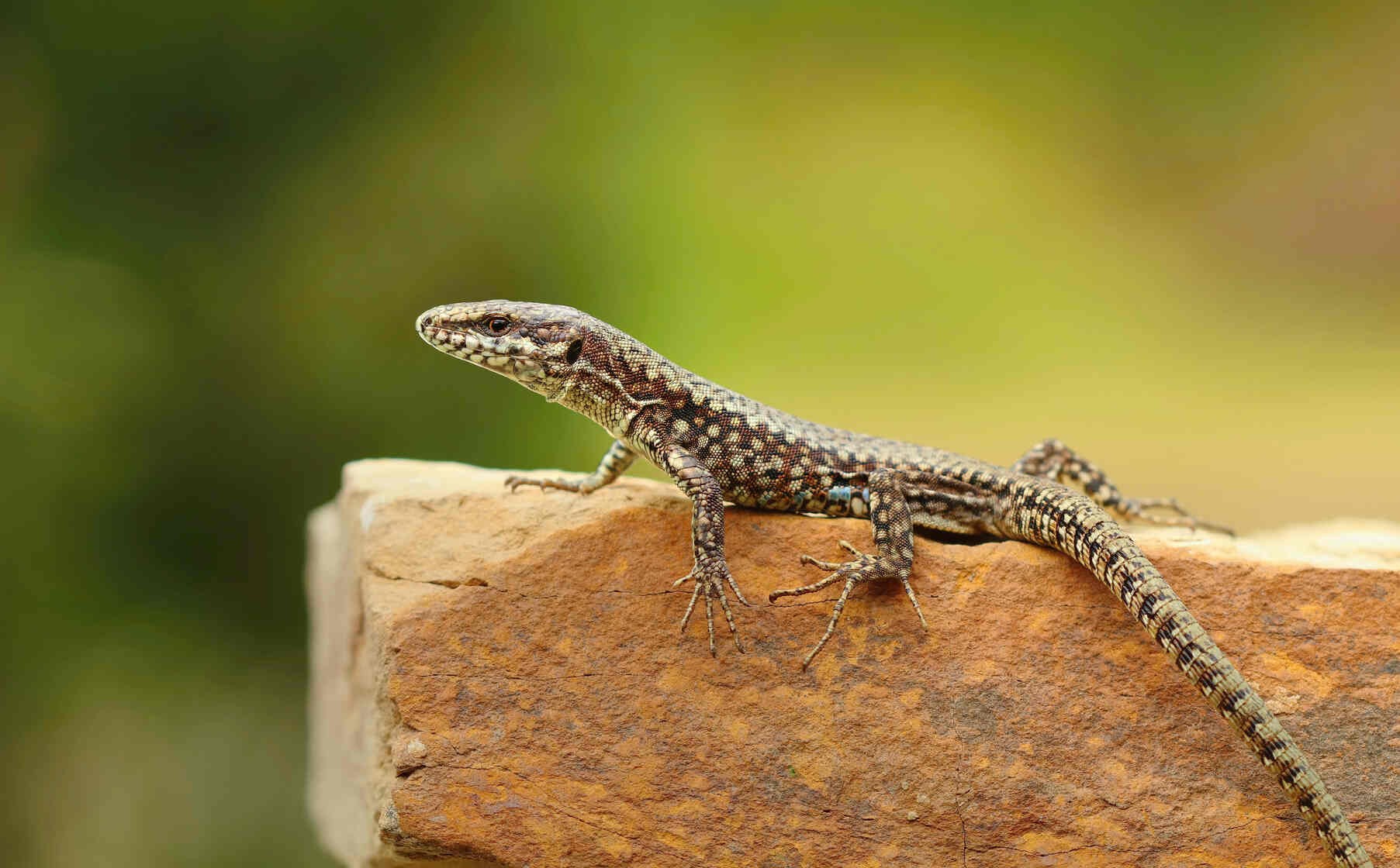 Do Lizards Have Teeth? Interesting Facts You Didn't Know Kidadl