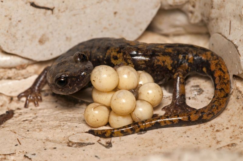 Salamander Eggs Guide To Identifying Reptile Reproduction Kidadl