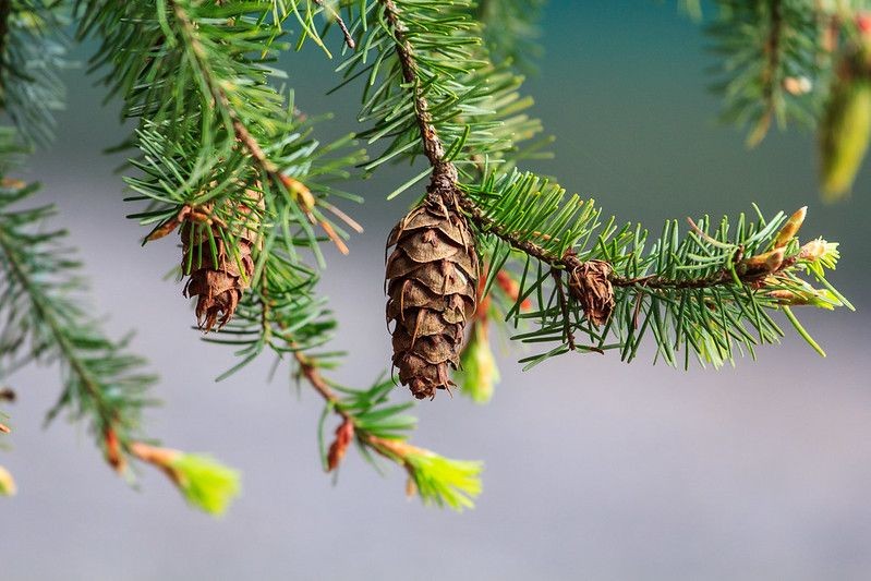 61-douglas-fir-tree-facts-learn-more-about-the-evergreen-conifer-kidadl