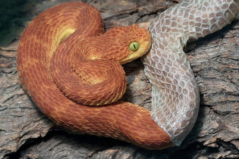 How Often Do Snakes Shed? What Happens After? Kidadl
