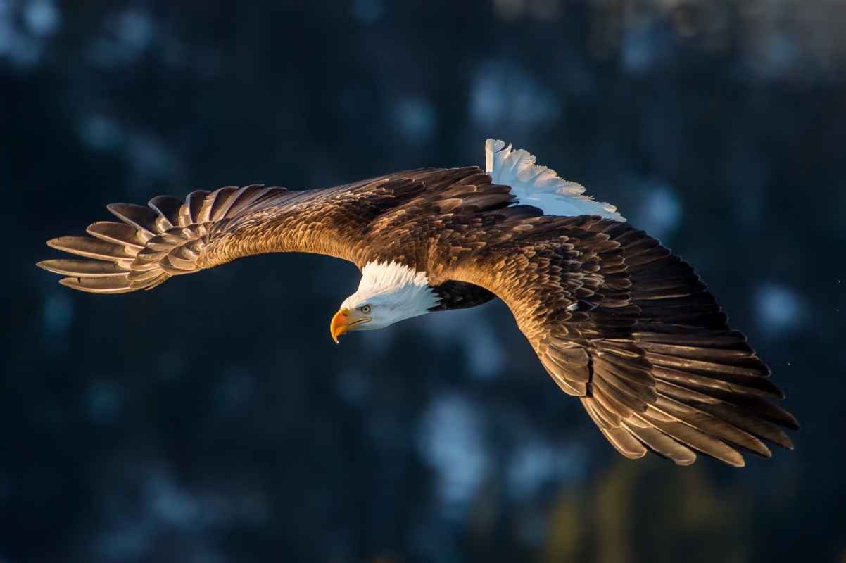 How High Can An Eagle Fly? Brilliant Bird Facts To Make You Soar Kidadl