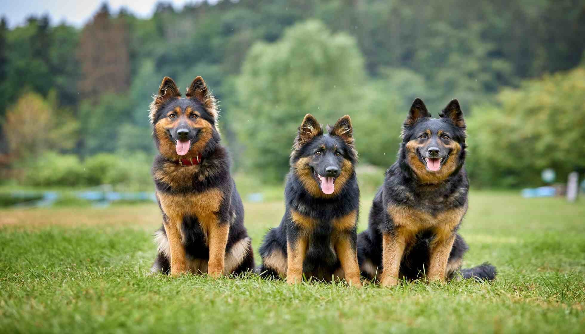 How Long Do German Shepherds Live? Everything You Need To Know Kidadl