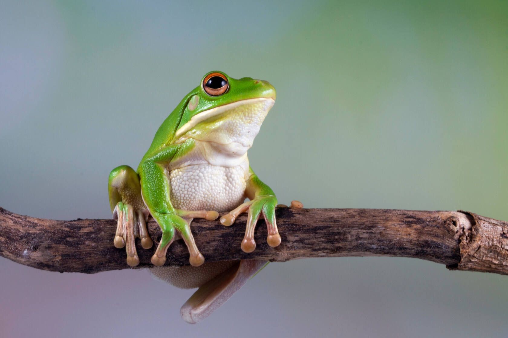 What Do Tree Frogs Eat? List Of Foods And Feeding Guide Kidadl