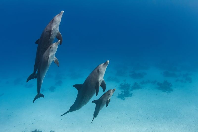 What Is A Group Of Dolphins Called Fun Facts That Kids Should Know