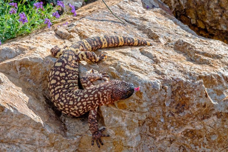 Identify And Avoid Poisonous Lizards To Protect Yourself And Your Pets