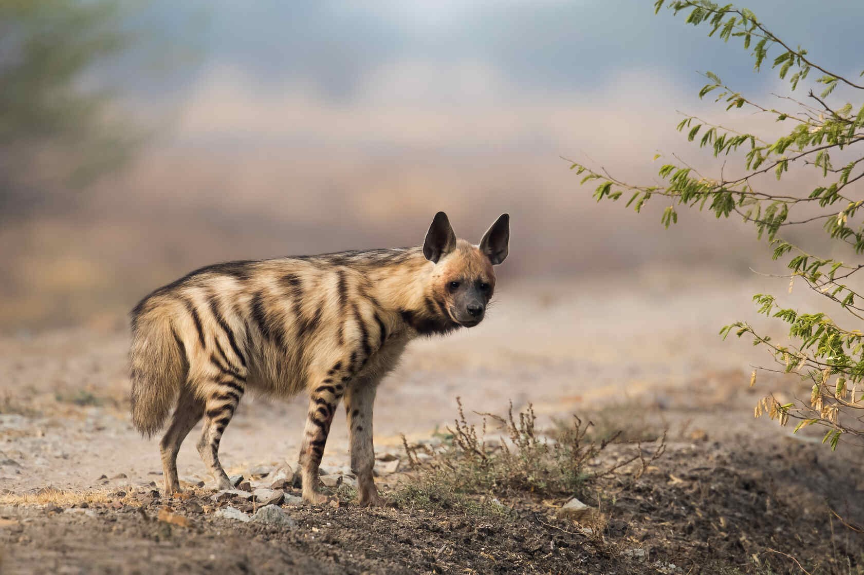 Fascinating Facts About The Hyena Tail That You Won’t Believe Kidadl