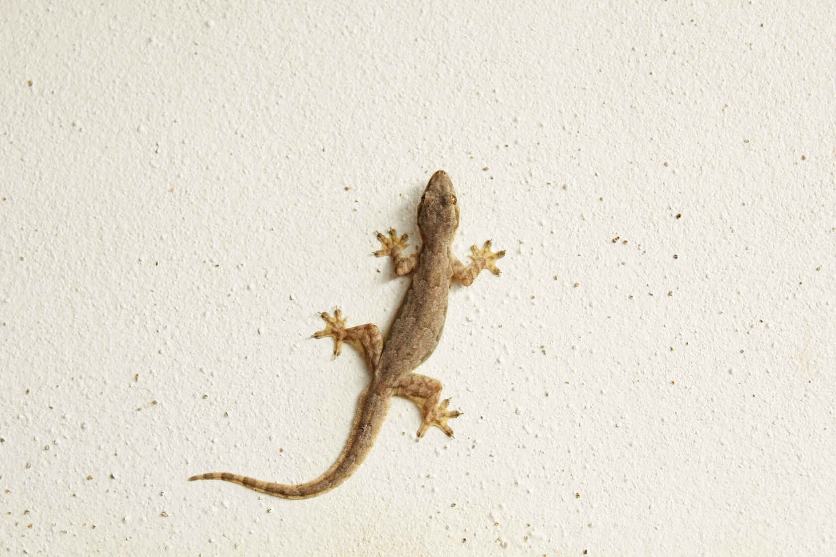 Do Lizards Bite? Here Are The Species That Are And Aren't Harmful Kidadl