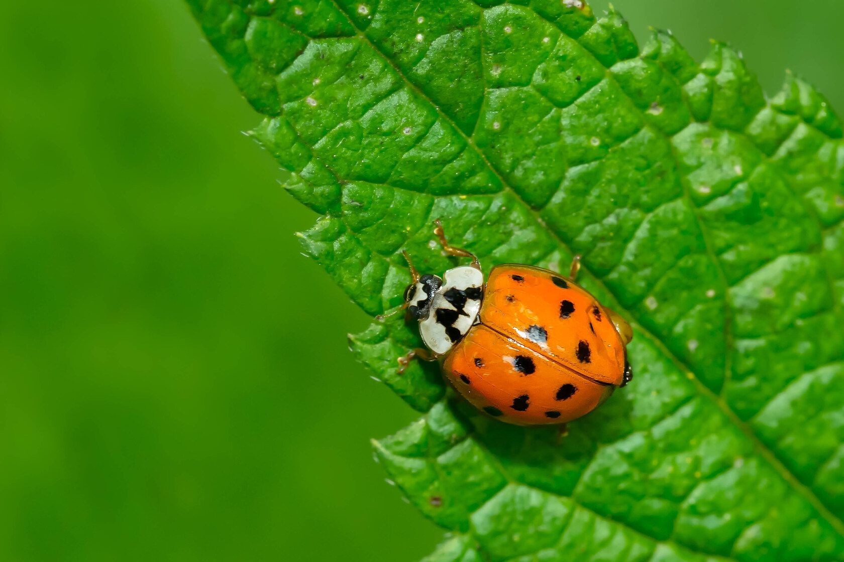 how-many-legs-does-a-ladybug-have-anatomy-and-fun-facts-kidadl