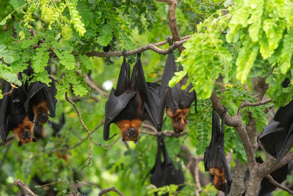 What Does Bat Poop Look Like? Is It Harmful To Humans? Kidadl