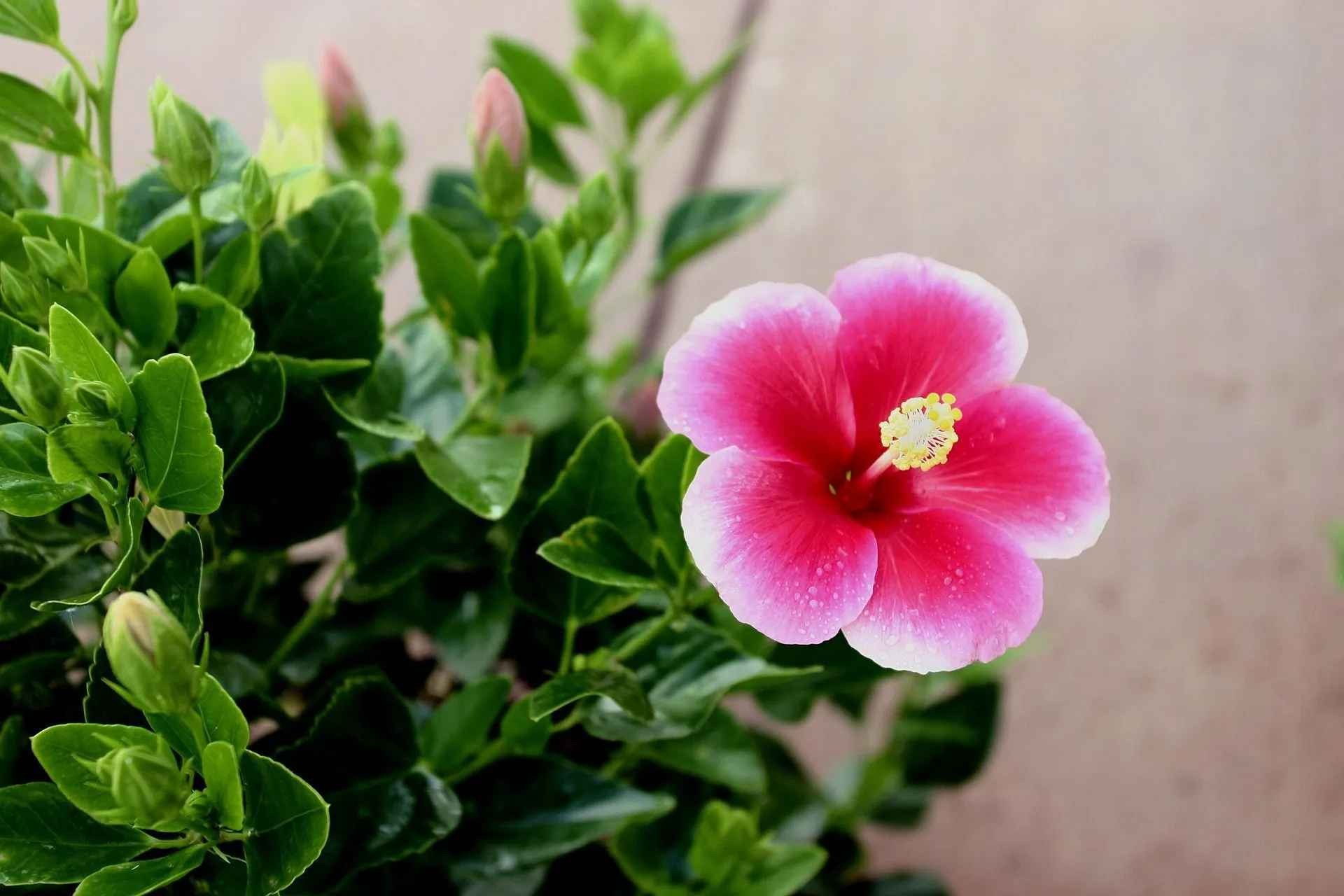 Hawaii State Flower Facts Here's All About The Official State Flower