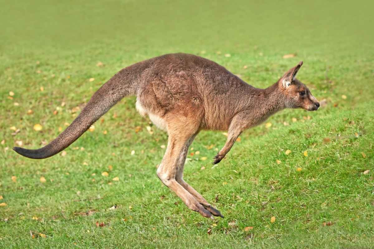 How High Can A Kangaroo Jump? Fun Facts For Little Animal Lovers Kidadl