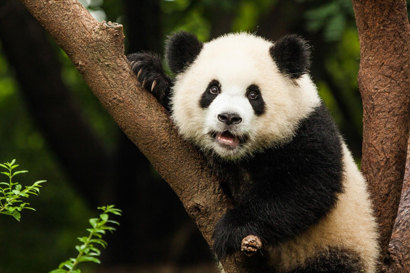 Do Pandas Hibernate? Why Are They More Active During Winter? | Kidadl