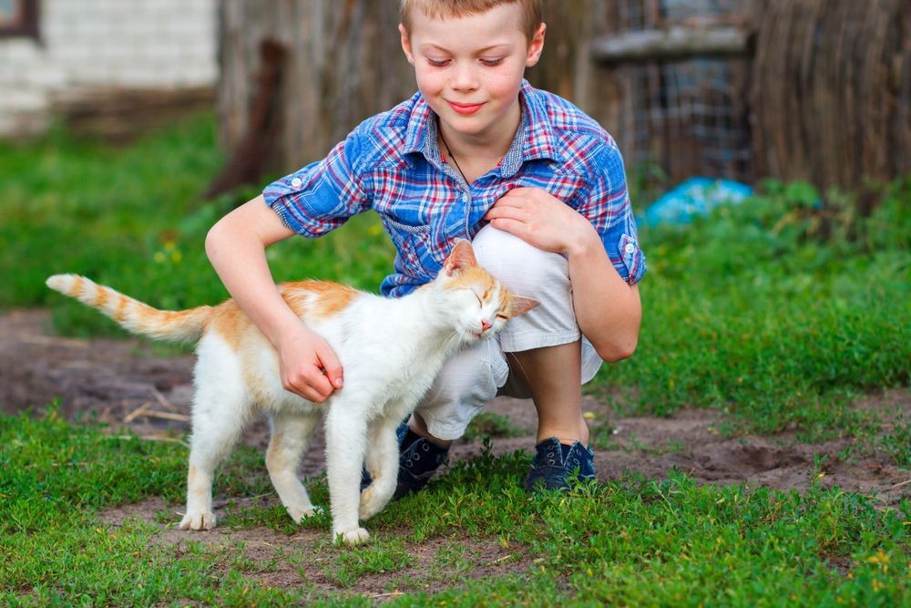 Why Do Cats Rub Against You? Curious Kitty Facts Simplified For Kids