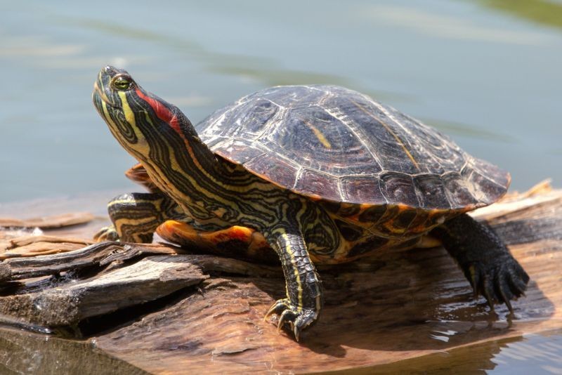 Painted Turtle Eggs: Here's How To Hatch And Take Care Of Them | Kidadl